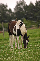 Logo Pferde gesund füttern