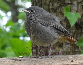 Banner Vogelexkursion