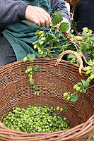 Logo Hopfenfest am Lehnerhof