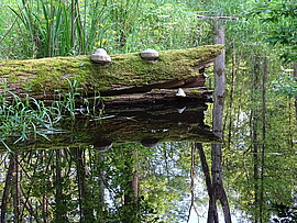 Banner Vogelwuid: Musikalisch-naturkundlicher Ausflug in den Rainer Wald